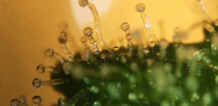 Włoski na liściach konopi Źródło: Mic/A Microscopic View
