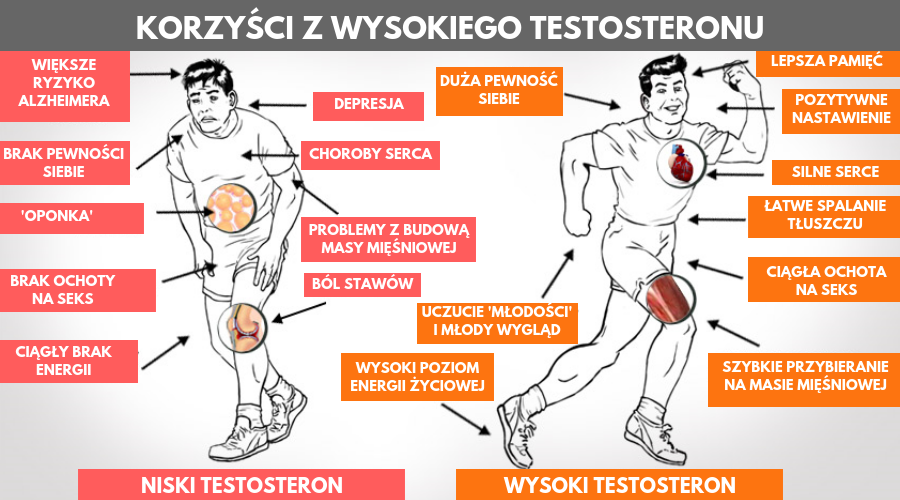 czy testosteron wpływa na penisa