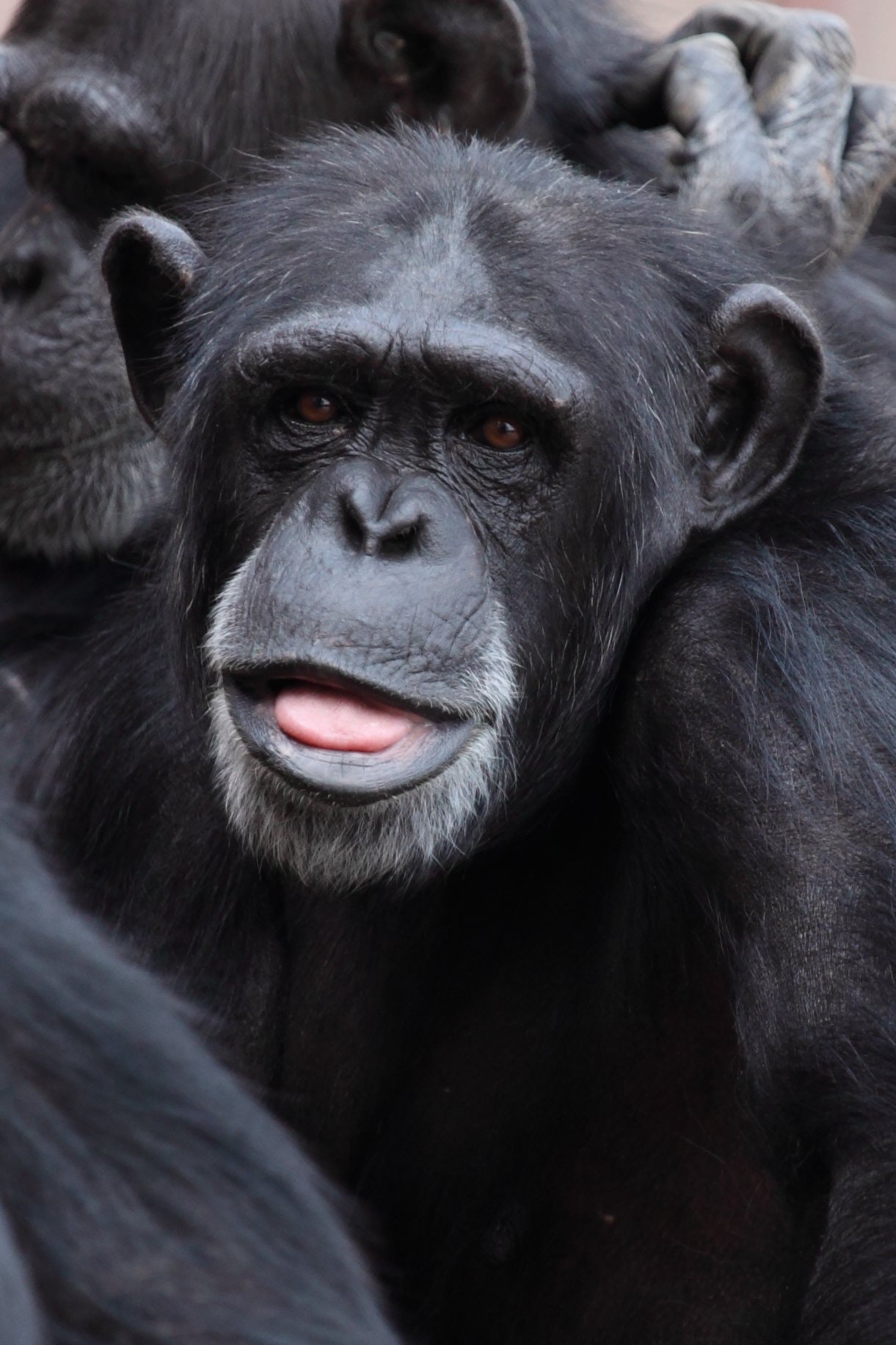animal-chimpanzee-hairy-87446