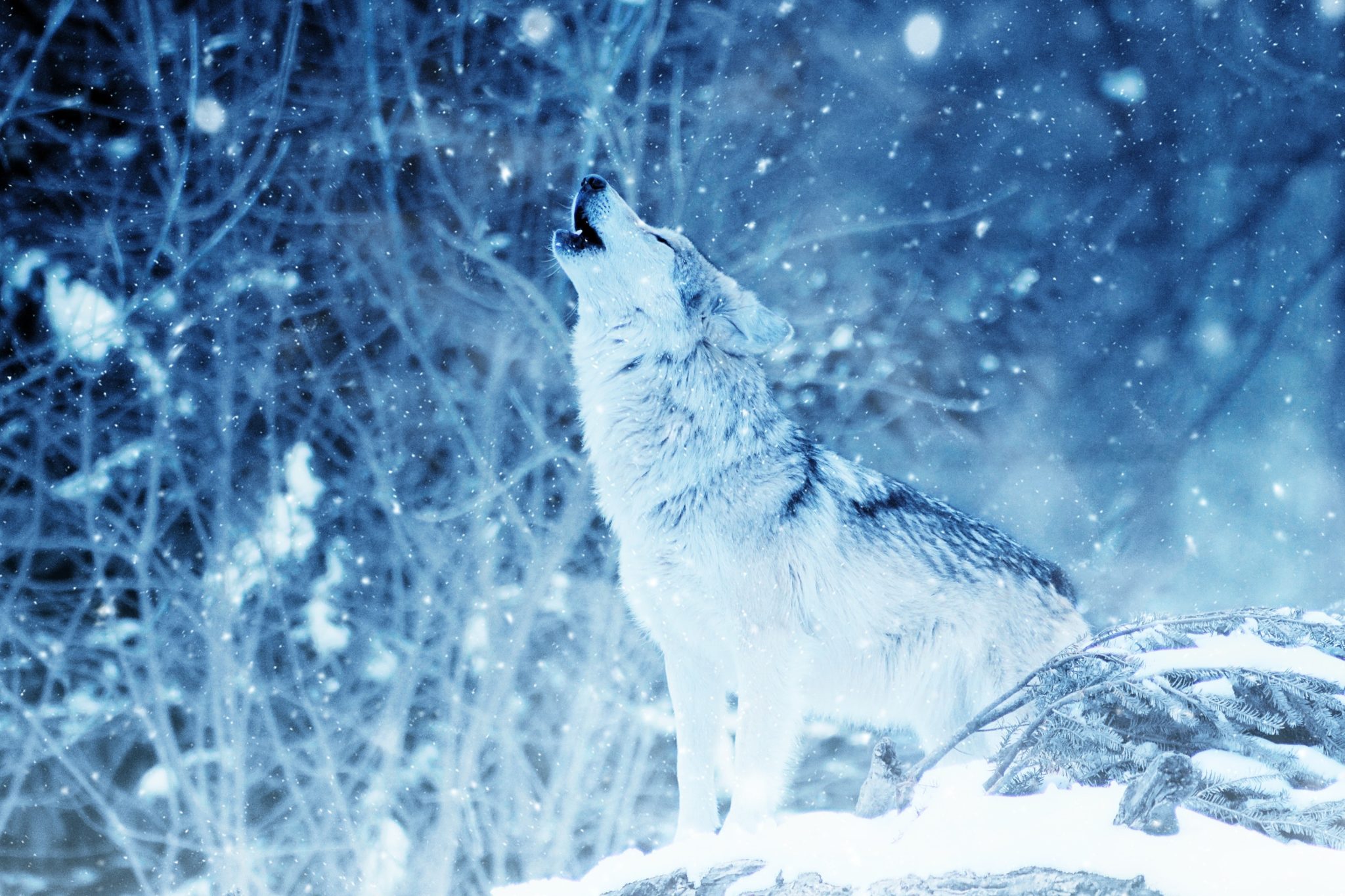 animal-cold-color-416118