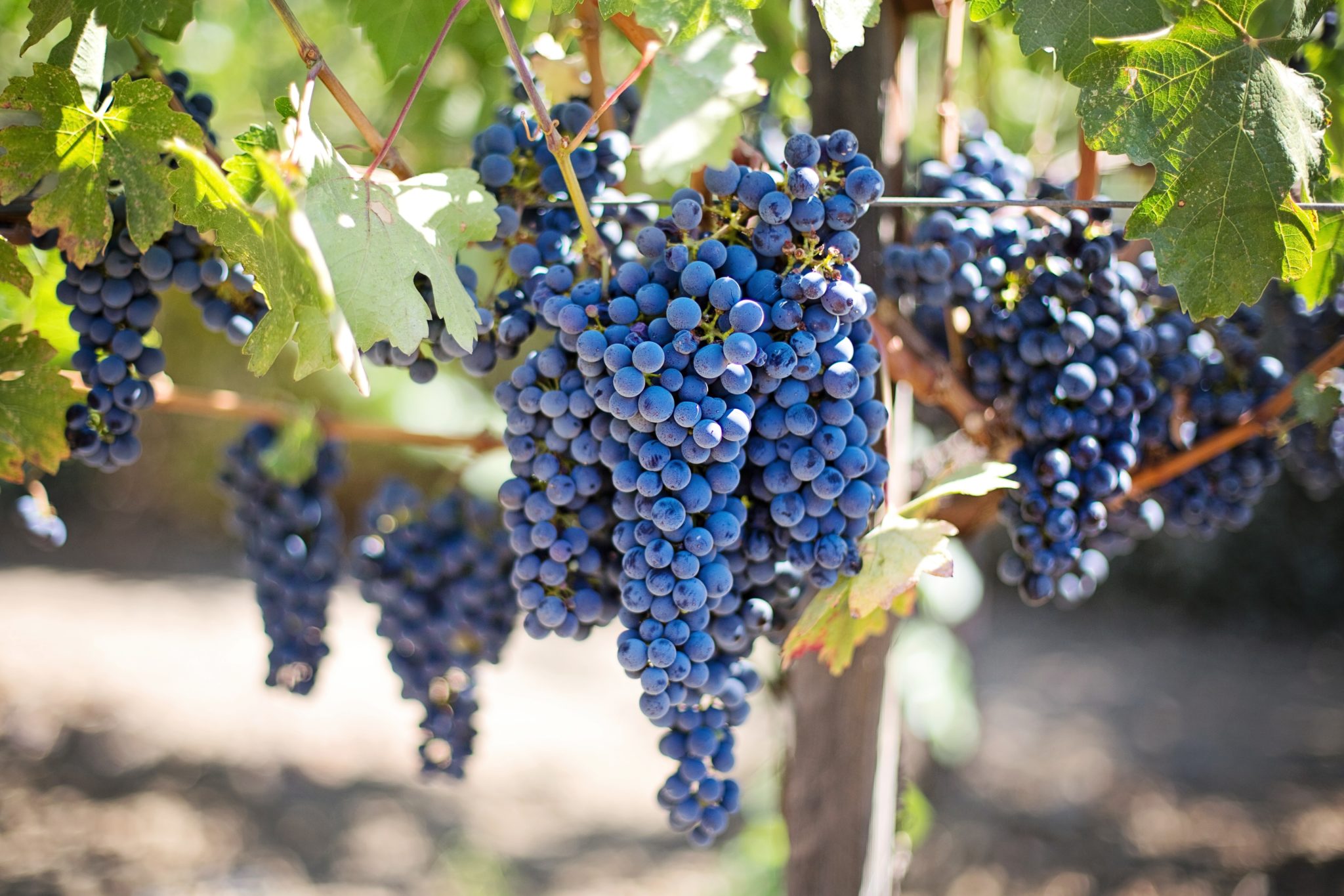 fruits-grapes-grapevines-45209